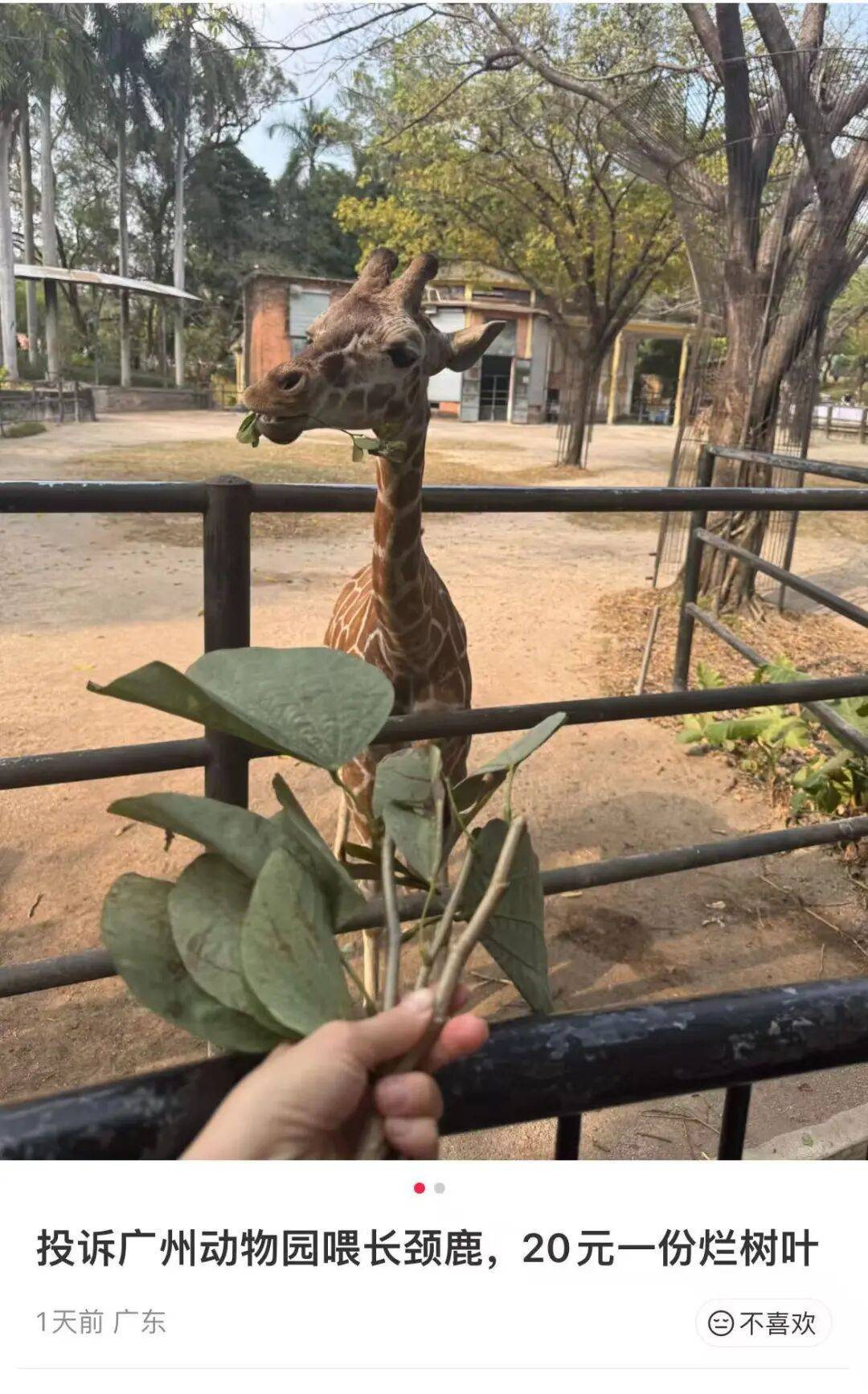游客吐槽广州动物园喂长颈鹿20元只买到3根带叶小树枝，工作人员回应:菜鸟网络科技有限公司